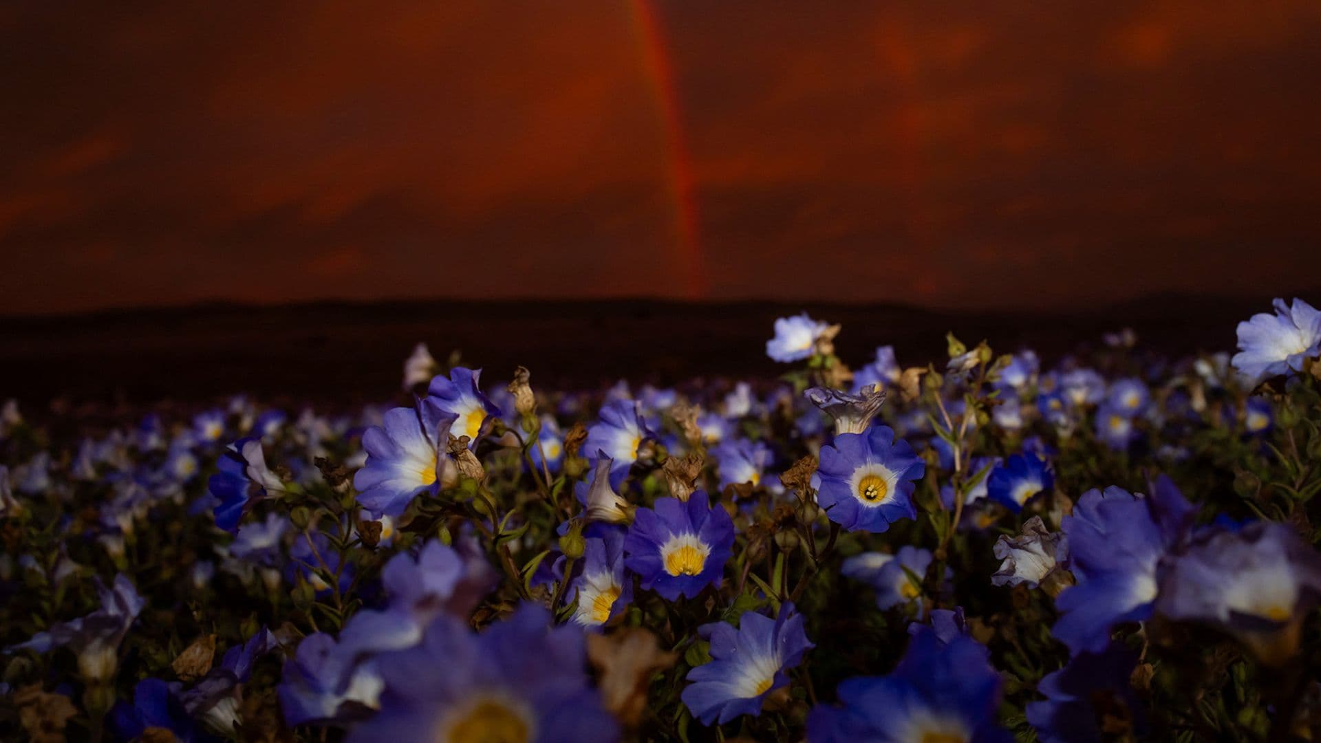 Florece el desierto de Atacama en Chile