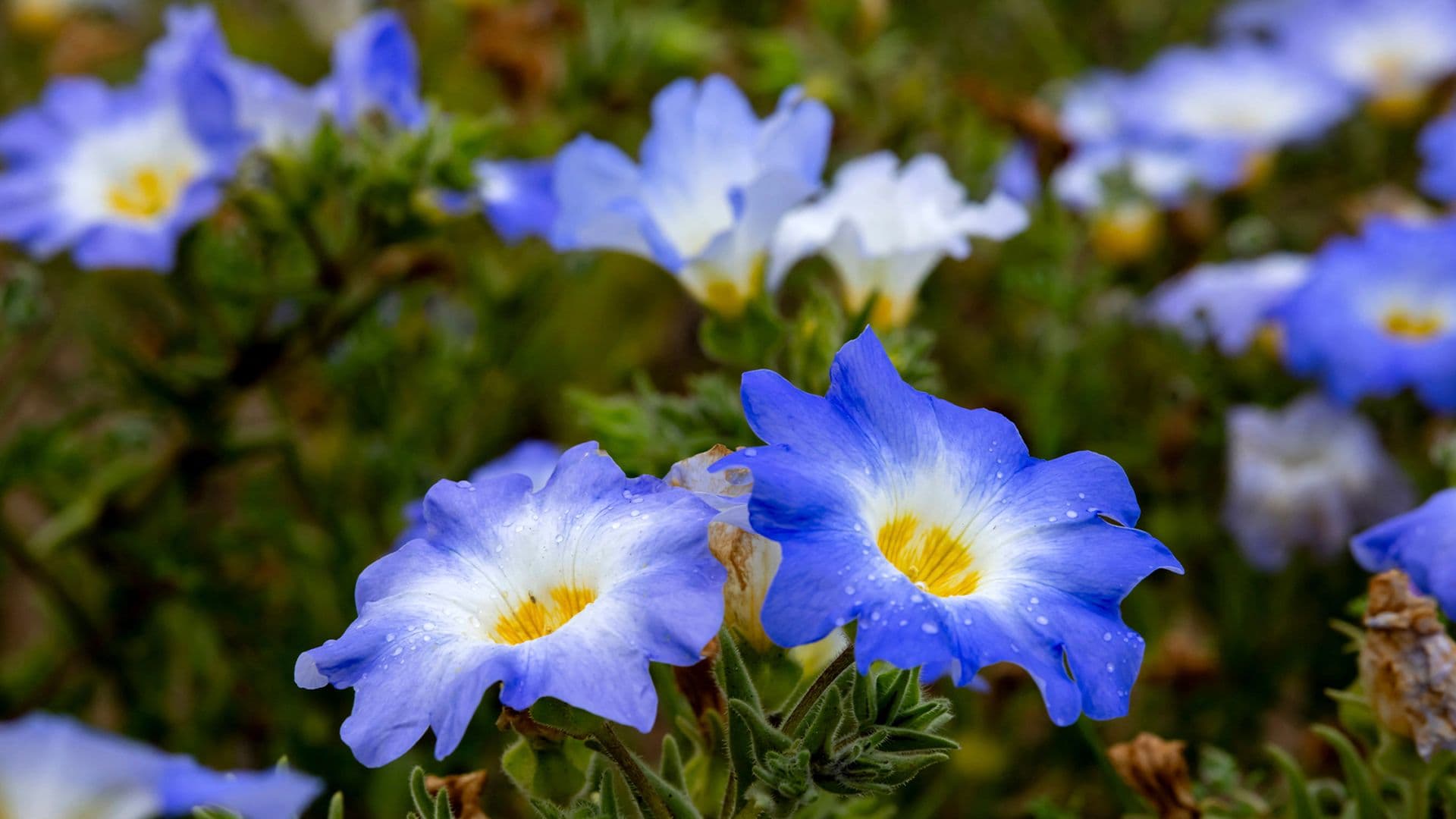 Florece el desierto de Atacama en Chile