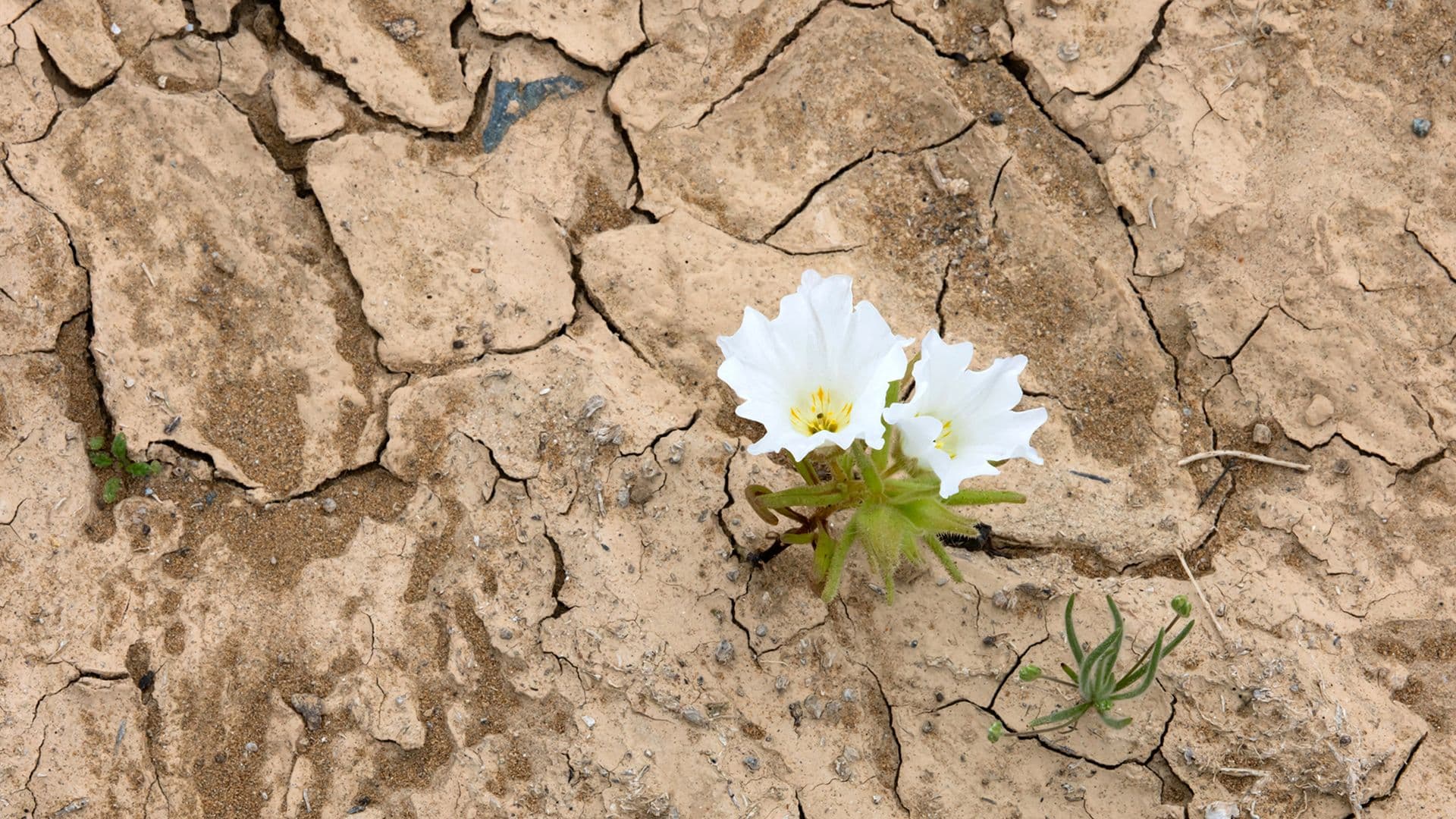 Florece el desierto de Atacama en Chile