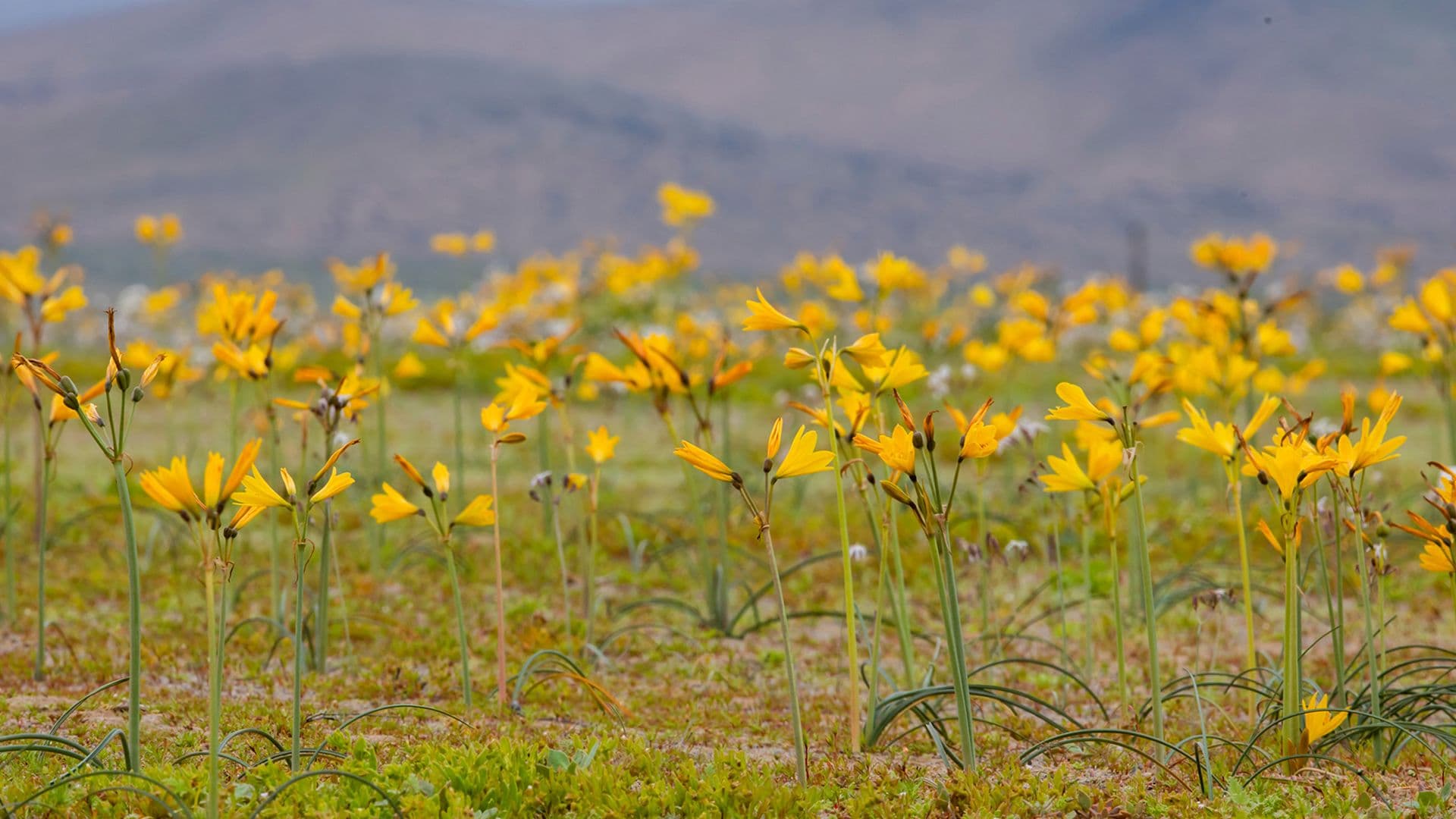 Florece el desierto de Atacama en Chile