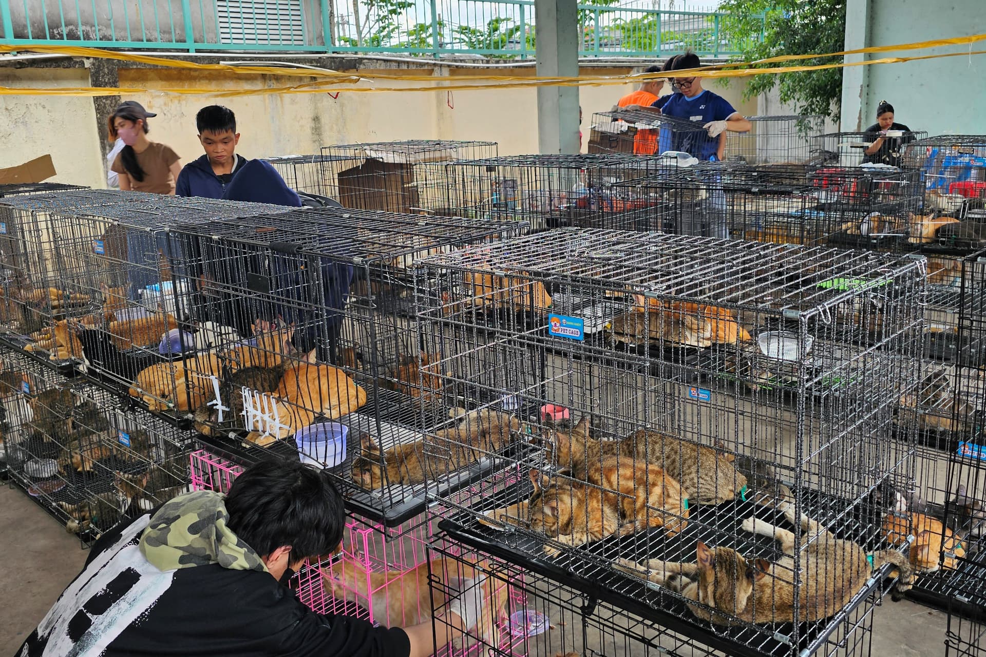 Más de 40 gatos fueron reunidos con sus dueños tras el desmantelamiento de una red de robo de felinos en Vietnam. La policía rescató a unos 400 animales que, según Humane World for Animals Vietnam, estaban destinados a ser sacrificados para consumo humano en Ciudad Ho Chi Minh. Foto: AFP