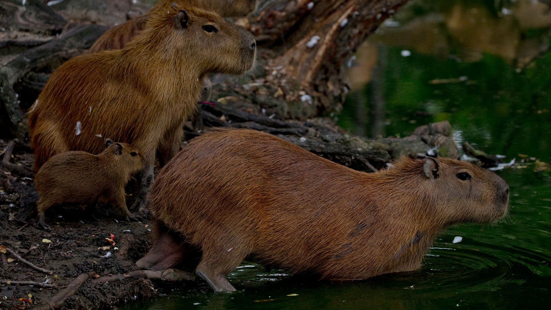 Manada de capibaras. Foto: AP