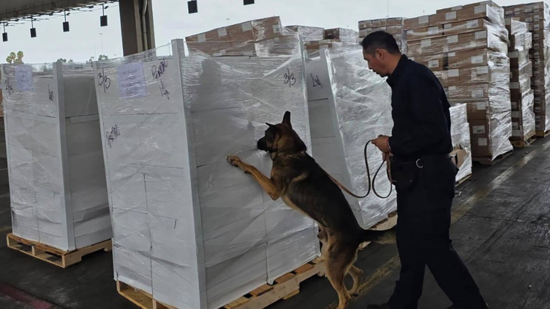 La intervención del binomio canino RINI fue clave