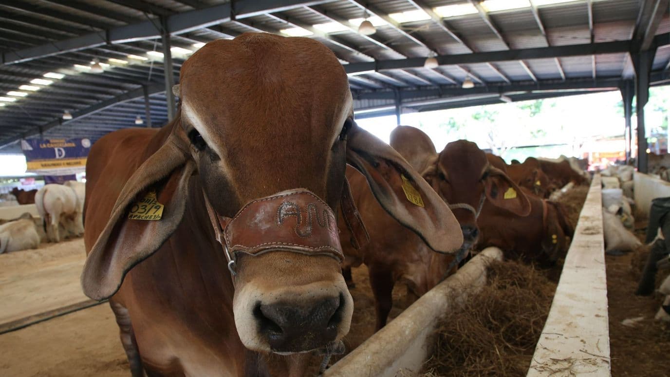 Agricultura Descarta Fiebre Aftosa en Bovino de Estación Cuarentenaria en Agua Prieta