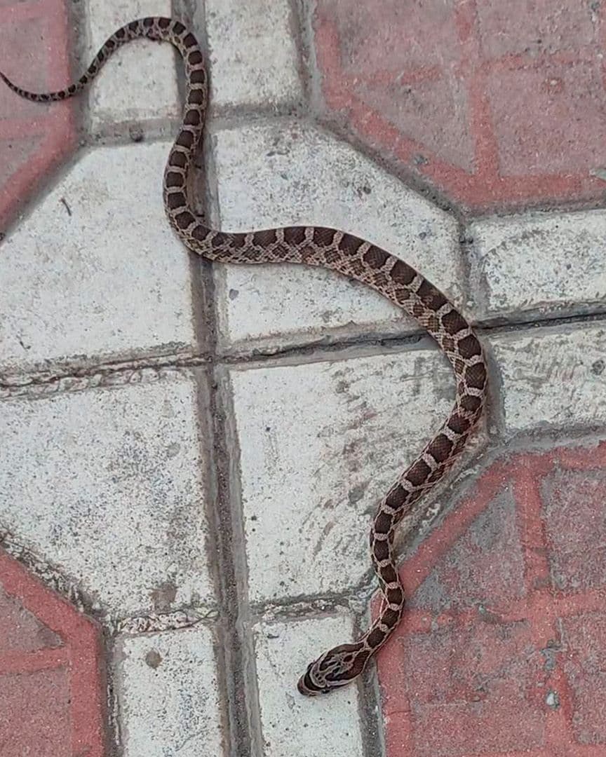Capturan Víbora Afuera de un Negocio en San Pedro, Coahuila