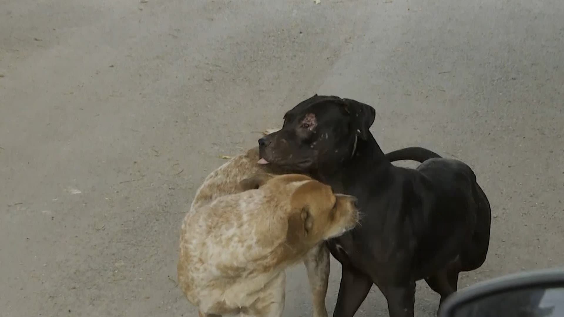 Denuncian Presunto Caso de Maltrato Animal Contra Perro en Situación de Calle en Torreón