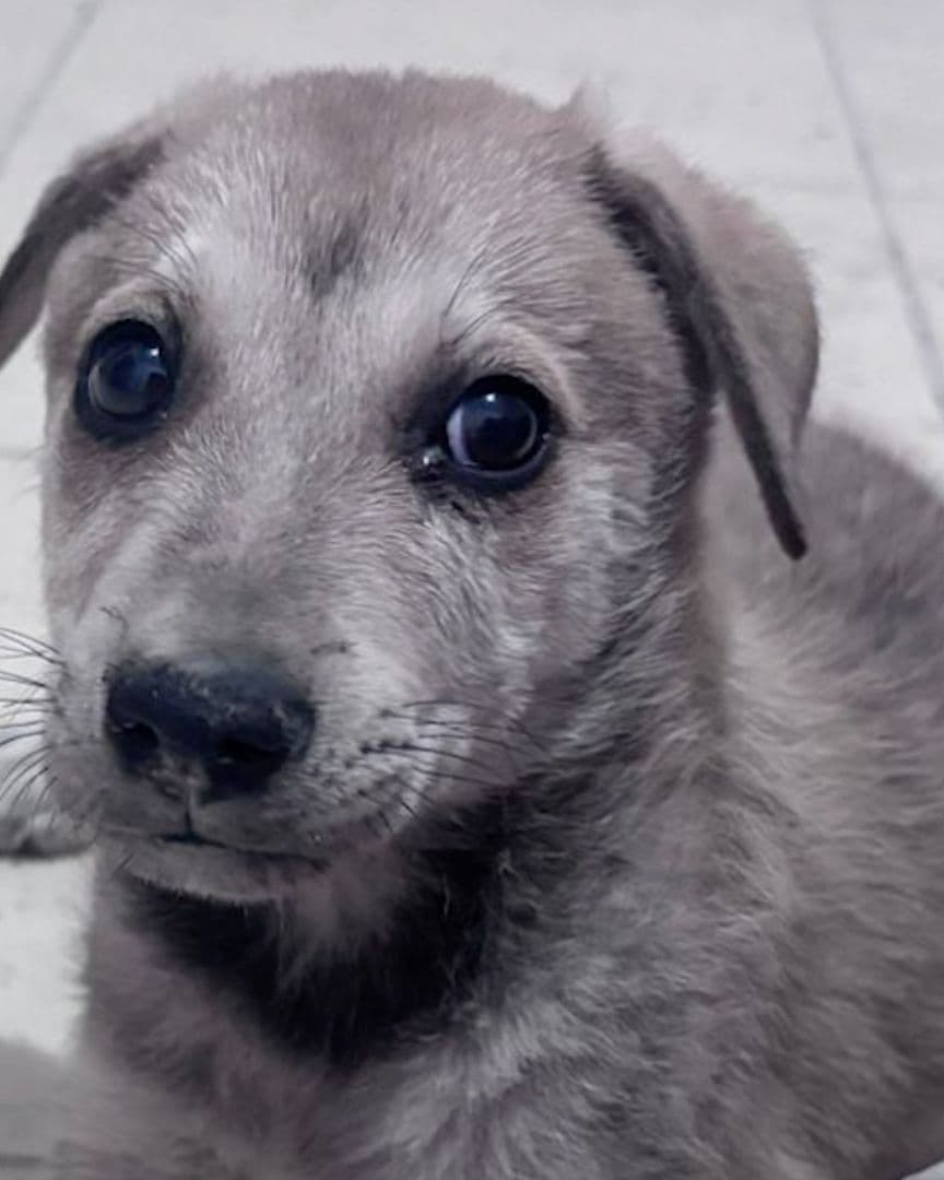 Denuncian Presunto Maltrato de Perros Después de ser Adoptados en Saltillo