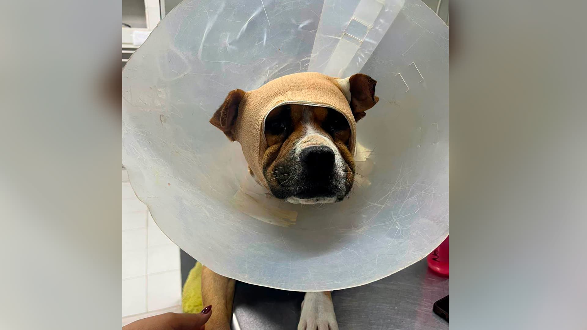 Denuncian a Sujeto por Atacar con Machete a Perro en Gómez Palacio