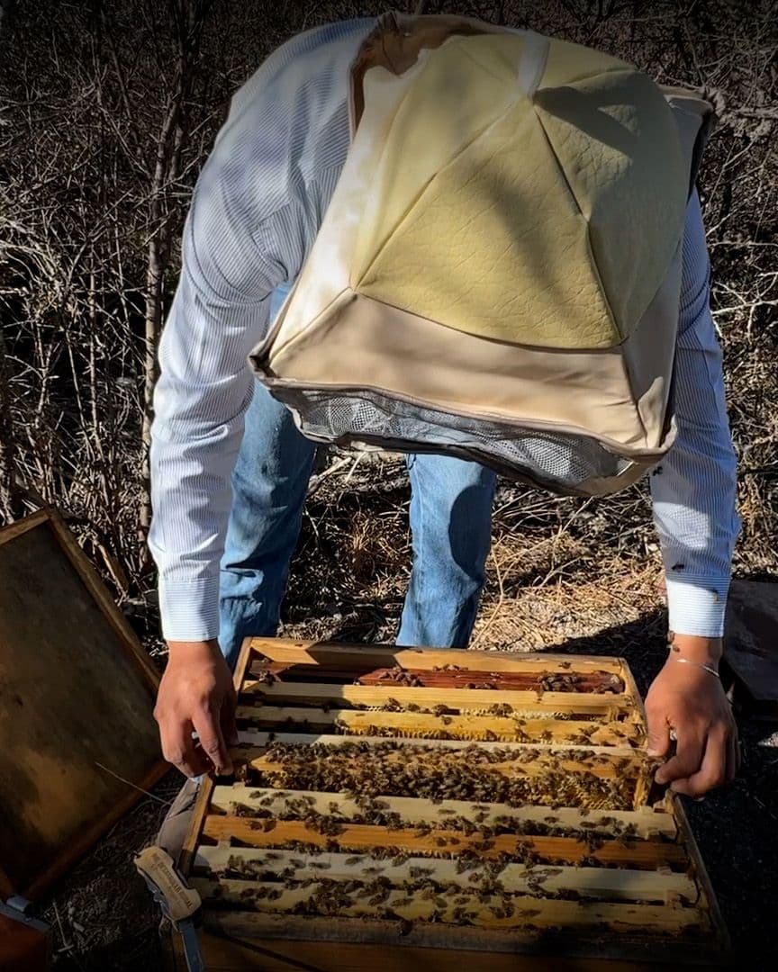 Descartan Robo de Colmenas en Apiario de Universidad de Saltillo