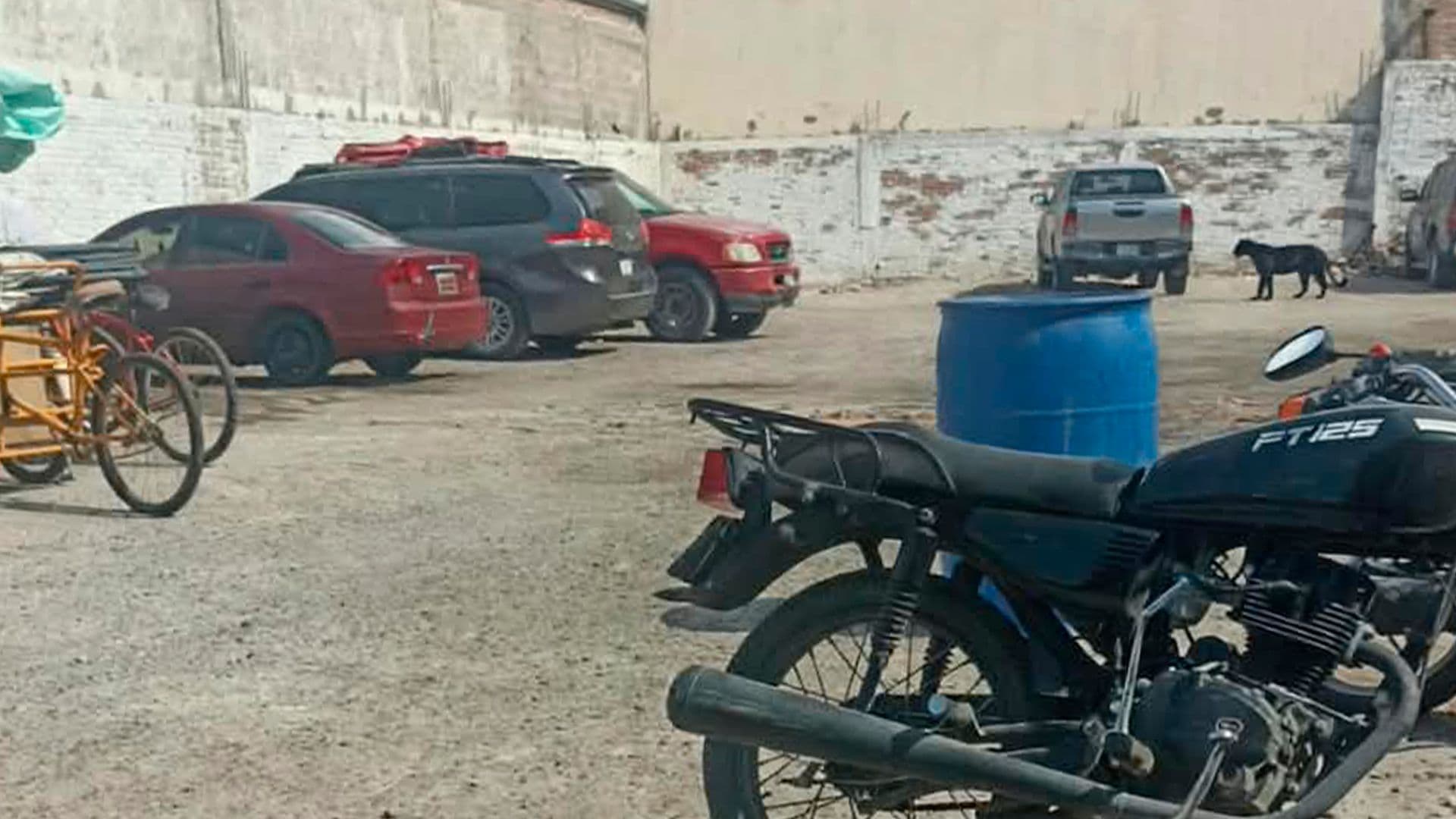 Despliegan Operativo por Presunto Avistamiento de Pantera en Torreón, Coahuila
