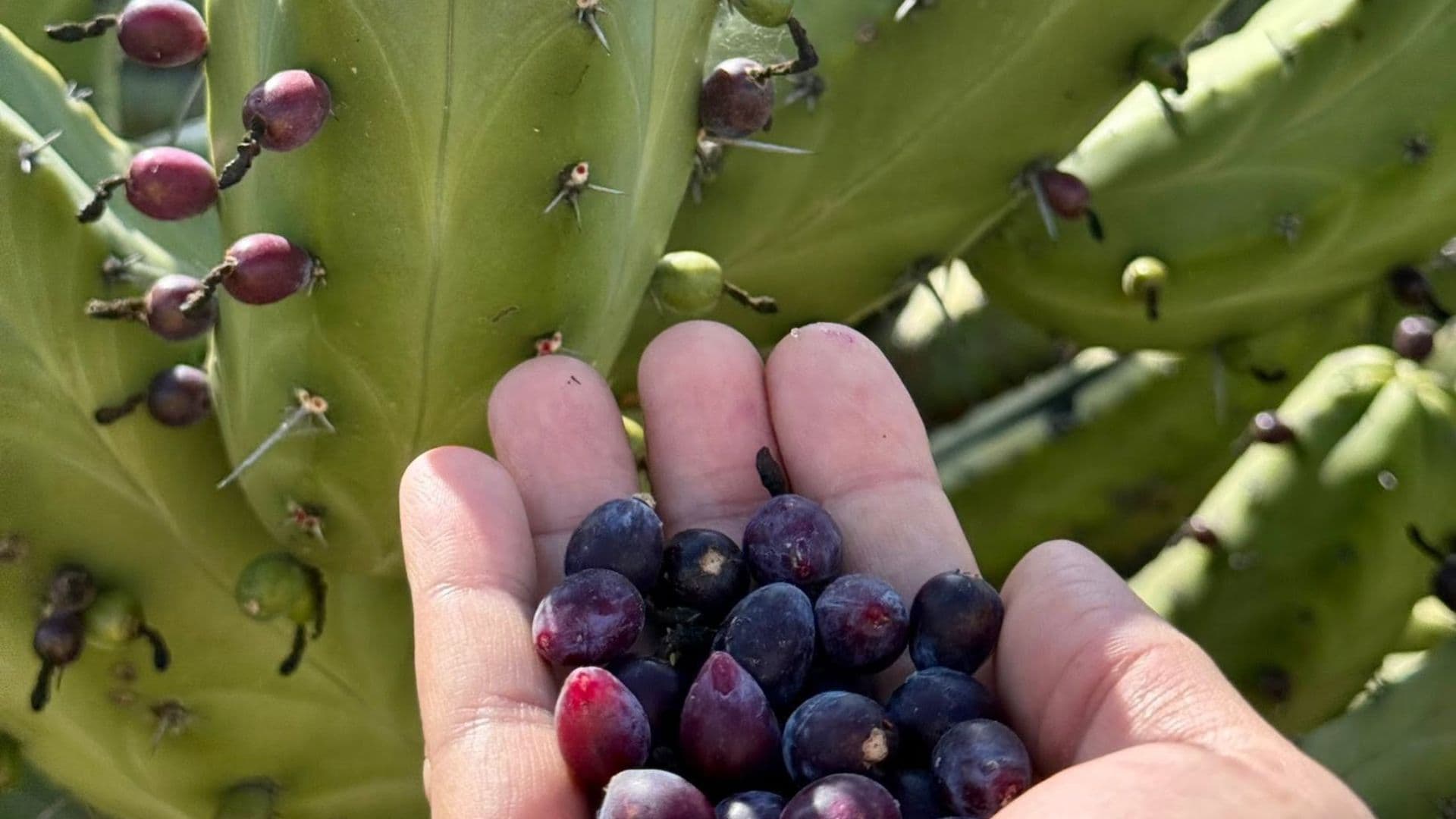 ¡Belleza Única! Las Plantas Endémicas de Querétaro que Casi Nadie Conoce en México