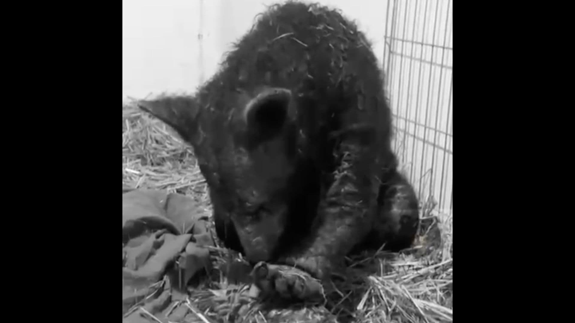 Muere 'Mina', la Osa que Rescataron del Zoológico La Pastora en Deterioro Tras Hacerse Viral
