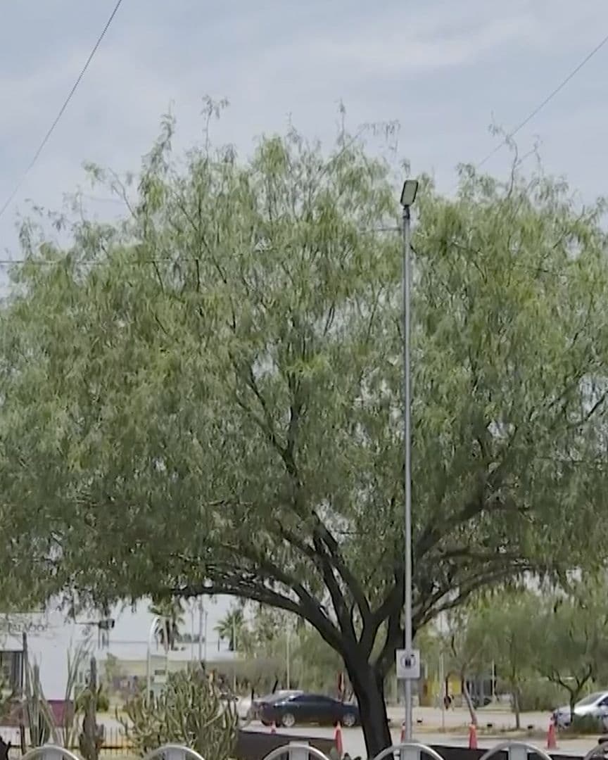 Guía de Árboles Recomendados para el Clima de Torreón