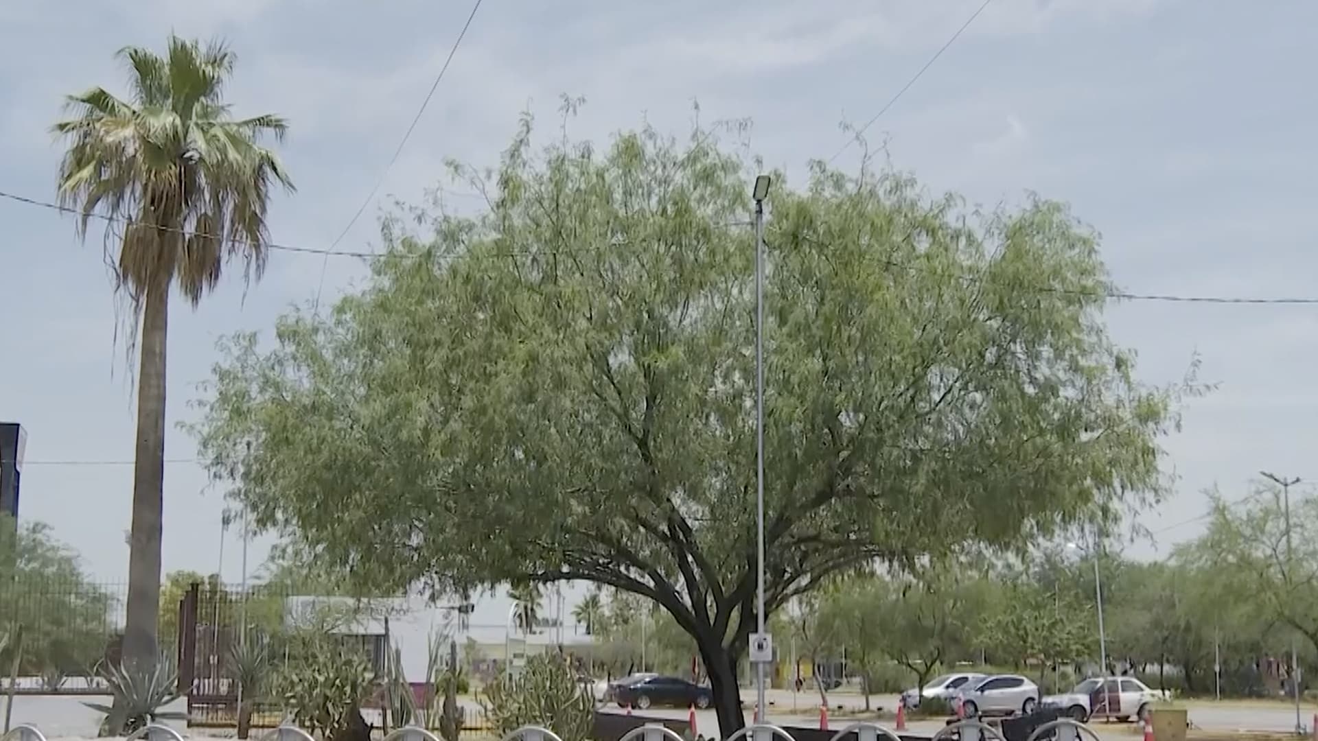 Guía de Árboles Recomendados para el Clima de Torreón