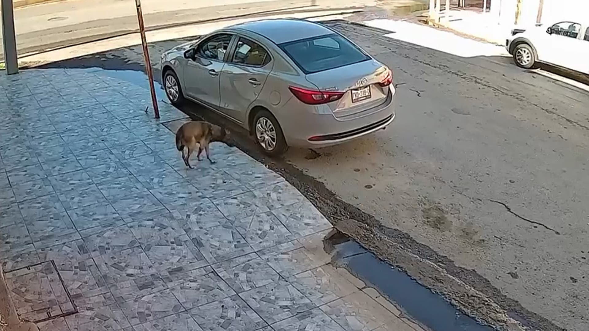 Informan Estado de Salud del Perro que fue Atropellado y Arrastrado en Torreón
