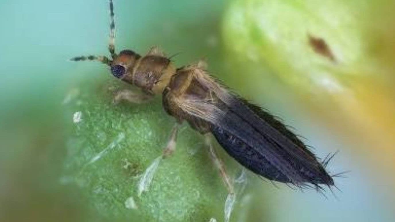 Los Insectos Trips Pican y Causan Irritación: ¿Pueden Transmitir Alguna Enfermedad o Virus?