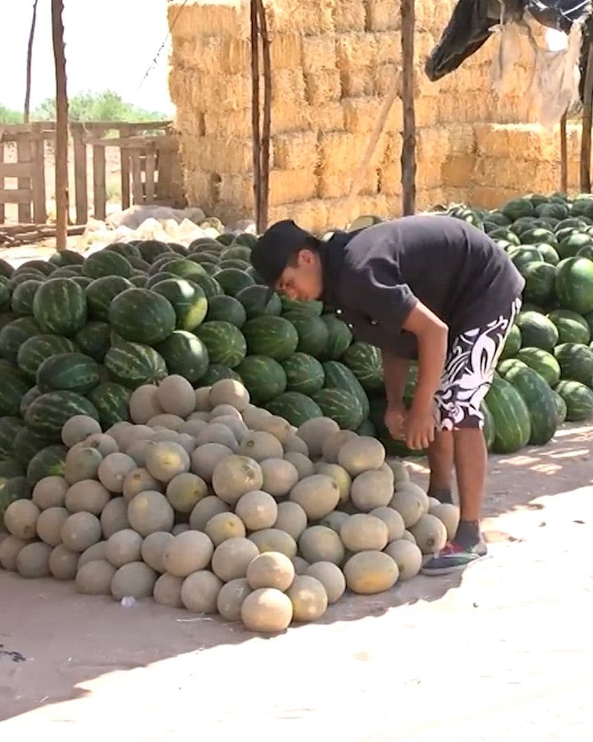 Investigador Desarrolla Recubrimiento para Prolongar Vida Útil del Melón.