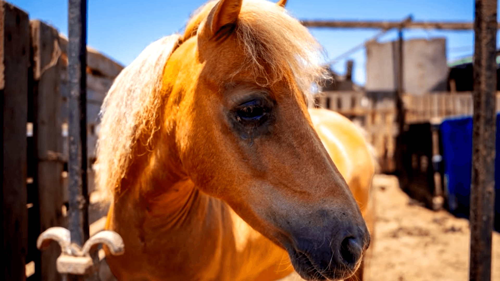 Investigan Rancho en Ensenada tras Rescate de Pony por Maltrato; Revisan Posibles Multas