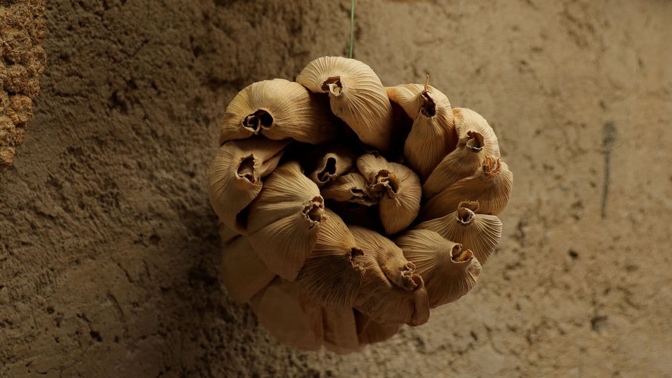 La Hoja de Maíz Supera al Grano como Negocio para Productores de Amecameca