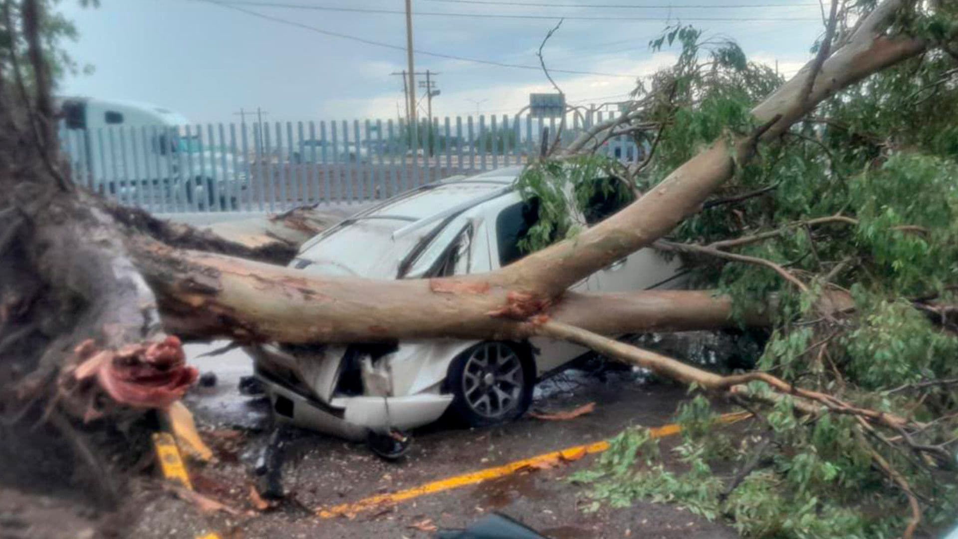 Lluvia Provoca Caída de Arboles y Apagones en Torreón, Coahuila