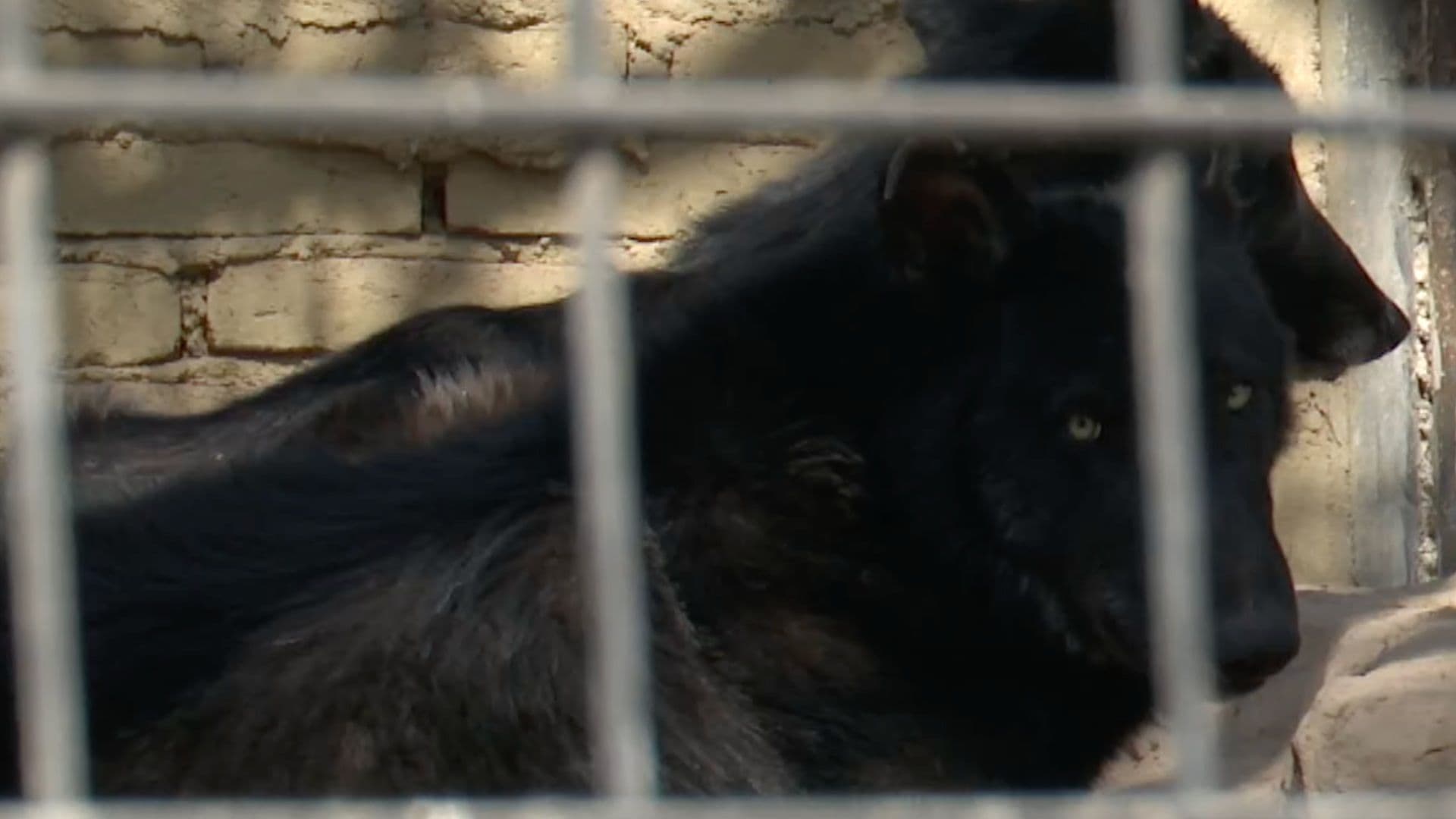 Loba Canadiense Muere Después de ser Esterilizada en el Zoológico de León