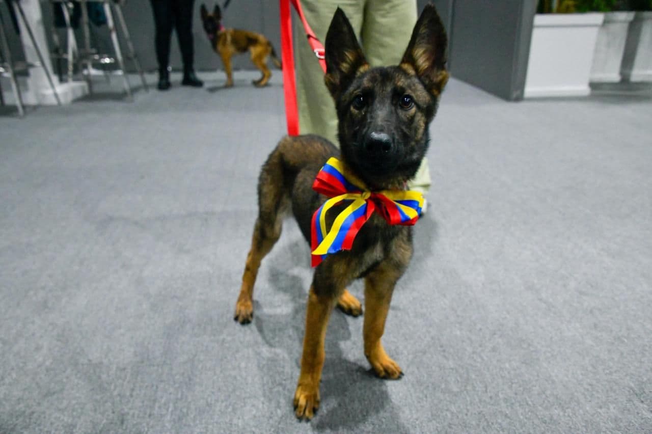 Los tres ejemplares entregados son cachorros de raza belga malinois. Foto: Gobierno de Venezuela