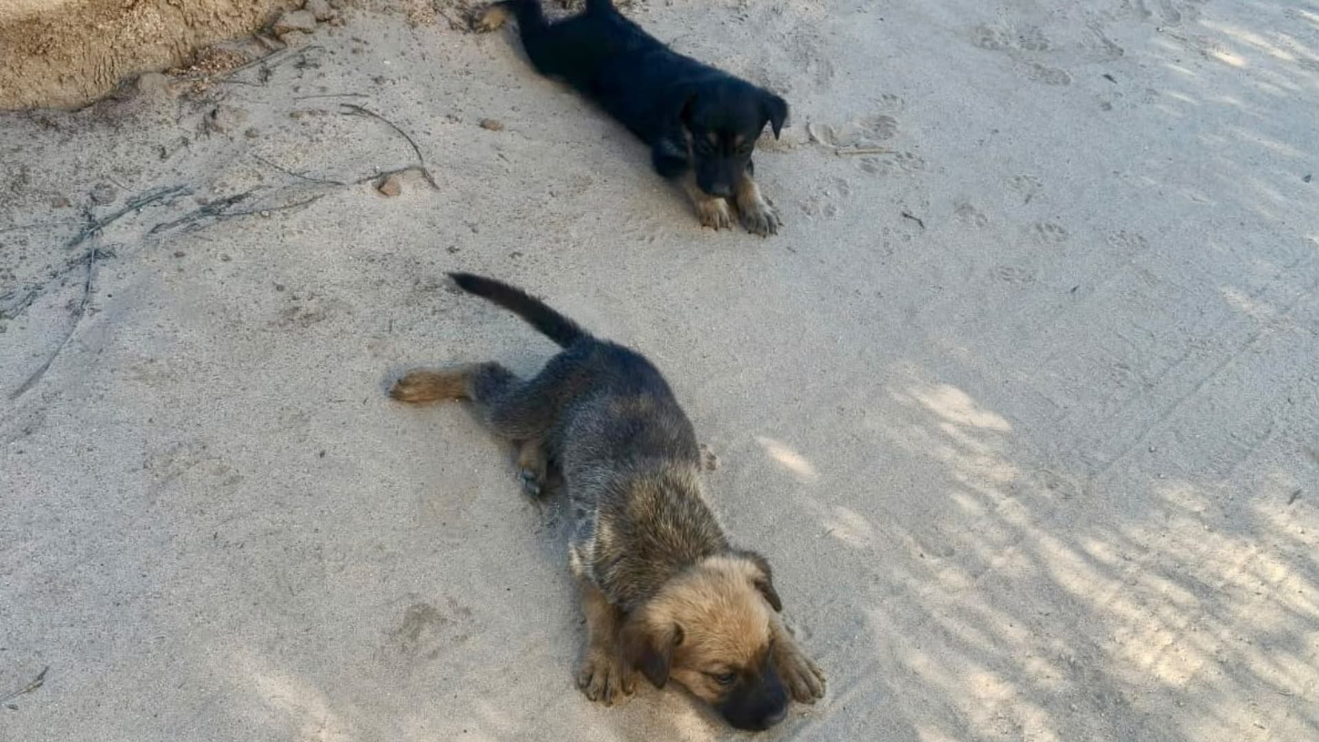 Aspecto del camino de terracería en la zona de Entrevalle donde fueron hallados los cachorros