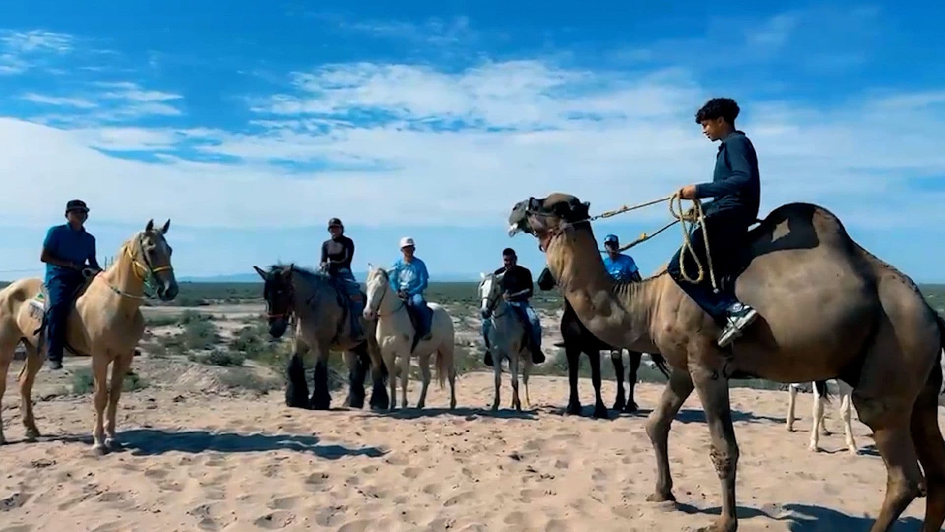 Pareja de Camellos Sorprende al Recorrer Dunas en Francisco I. Madero, Coahuila