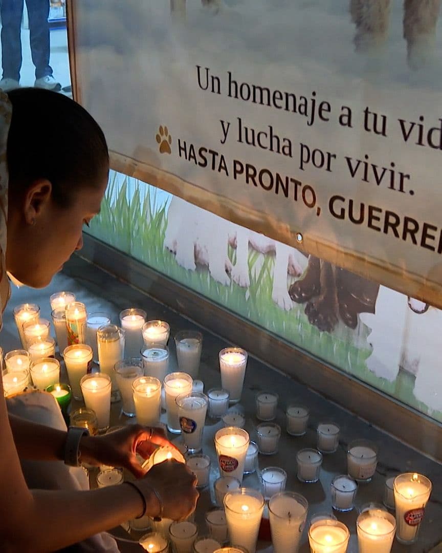 Posponen Audiencia por Caso del Perro 'Rocky' en Saltillo, Coahuila