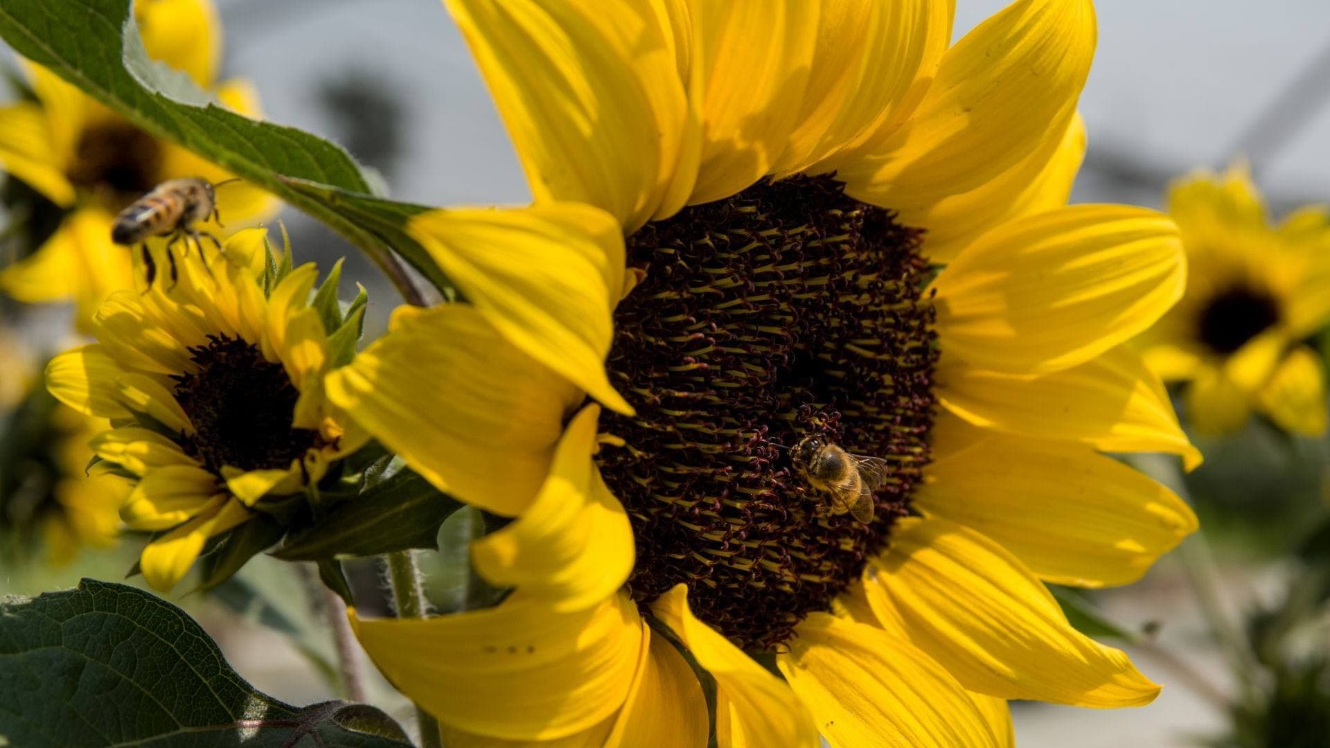 El Significado Detrás de Regalar Flores Amarillas en México Este Día de Septiembre