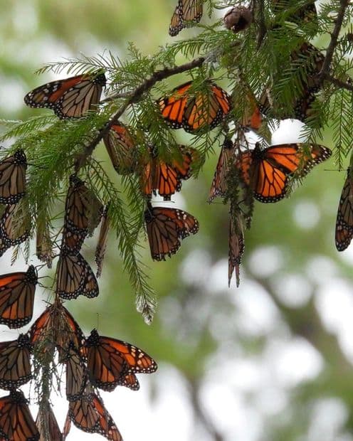 Reportan Avistamiento de Mariposas Monarcas en Coahuila