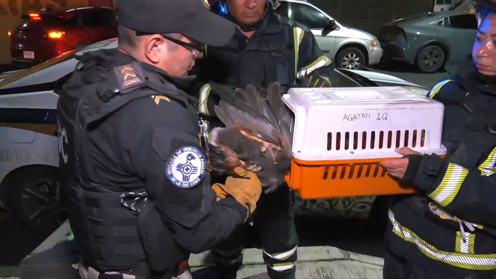 Rescatan a Águila Herida que Quedó Atrapada en una Estructura en CDMX