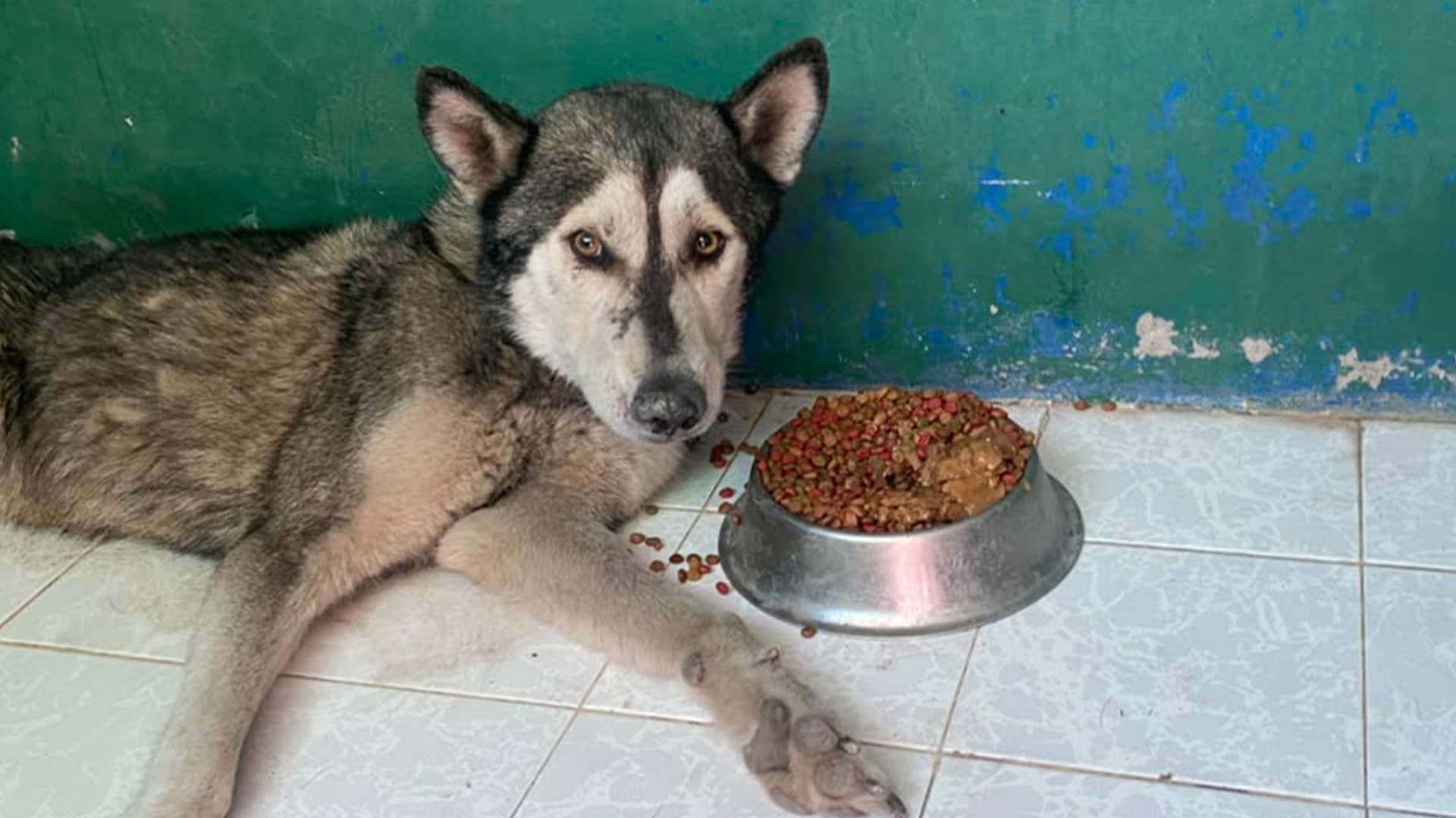 Resguardan a Perro que fue Agredido en la Colonia Luis Donaldo Colosio en Torreón