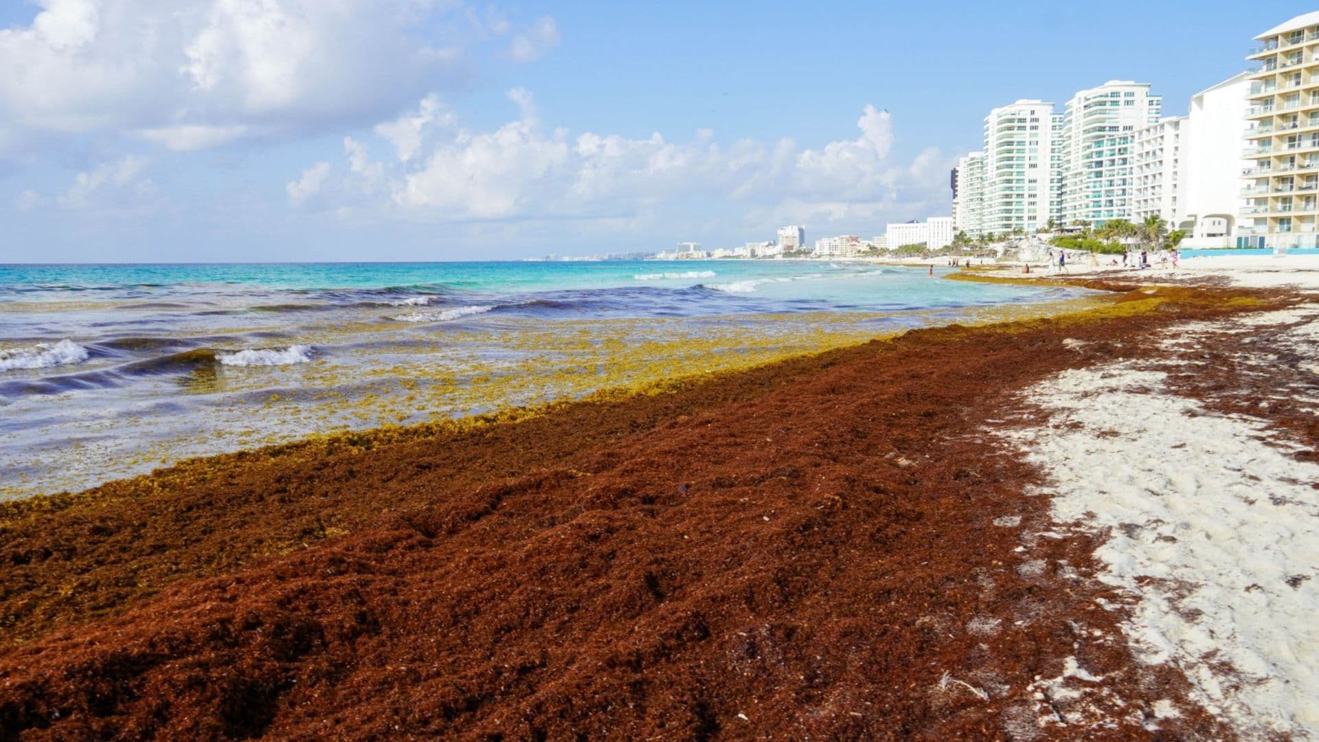 Presencia de sargazo en playa de Cancún, Quintana Roo.