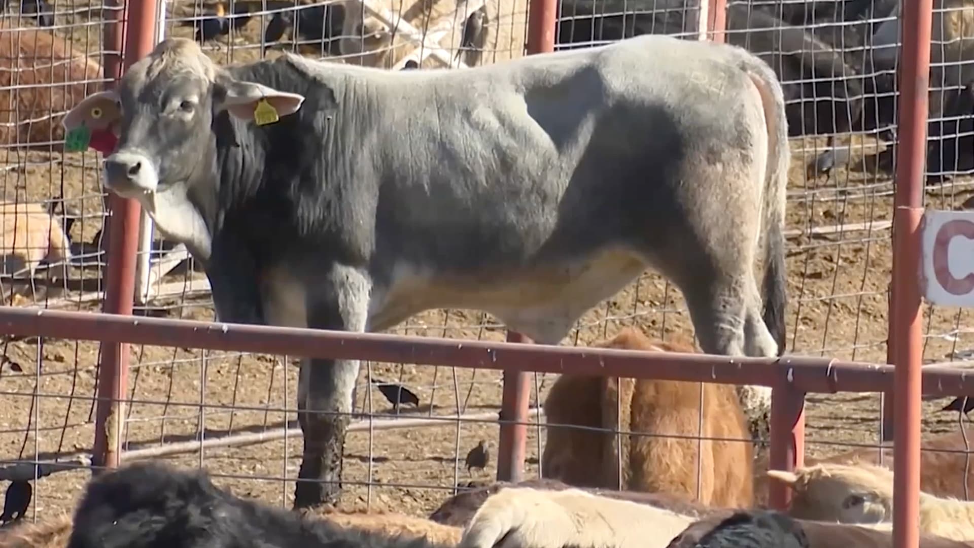 Secretaría de Salud Mantiene Bajo Monitoreo a Paciente con Gusano Barrenador en Coahuila