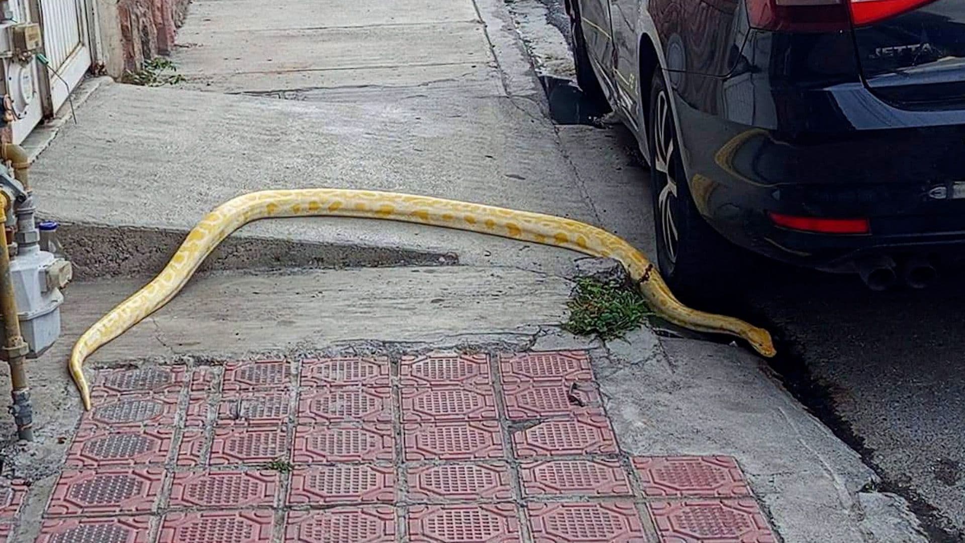 Vecinos Encuentran Serpiente Pitón Sobre una Banqueta en Saltillo