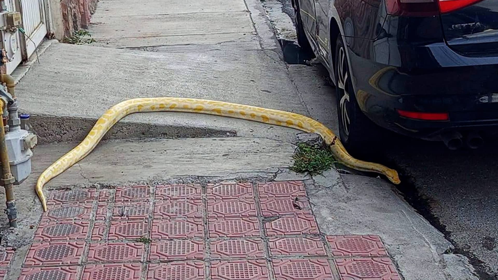 Vecinos Encuentran Serpiente Pitón Sobre una Banqueta en Saltillo