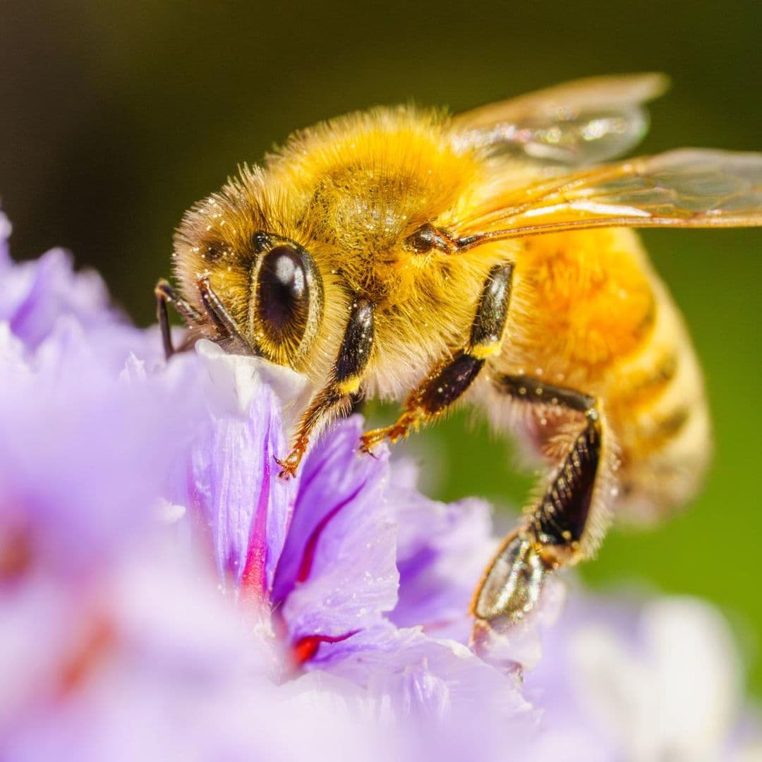 Científicos de la Universidad de Guadalajara Proponen Veneno de Abeja para Tratar el Parkinson
