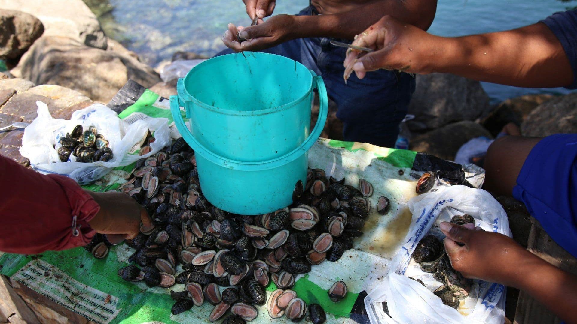 Si Vas de Vacaciones al Mar, Cuidado al Comer Estos Mariscos Crudos: Alerta por Bacteria