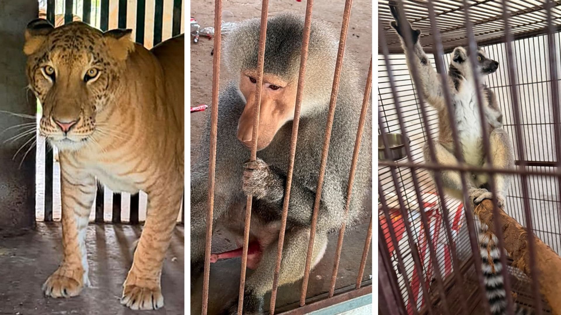 Animales asegurados durante cateo en Tamaulipas. Foto: Semar