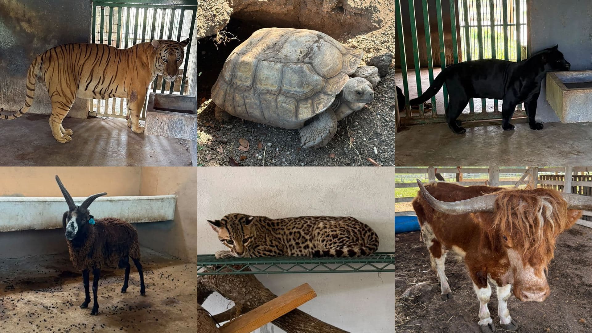 Ejemplares exóticos localizados durante despliegue de seguridad en un rancho. Foto: Semar