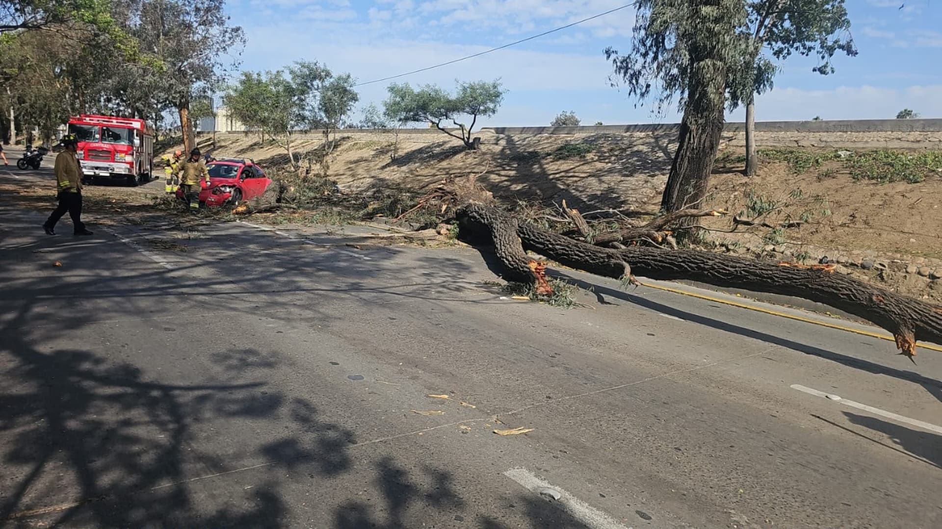 Cae Árbol Sobre Auto que Circulaba en Vía Rápida Poniente en Tijuana, BC
