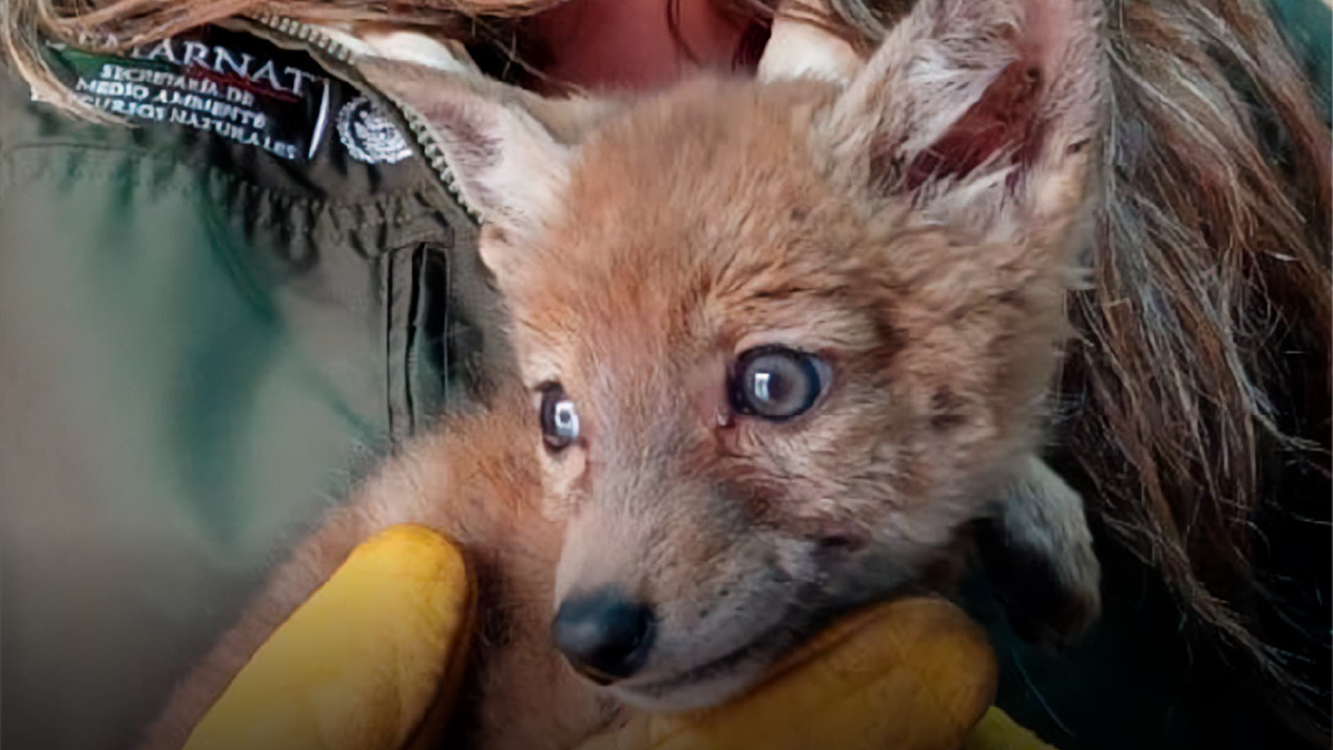 Aseguran Cría de Coyote al Interior de Domicilio en San Luis Teolocholco, Tlaxcala