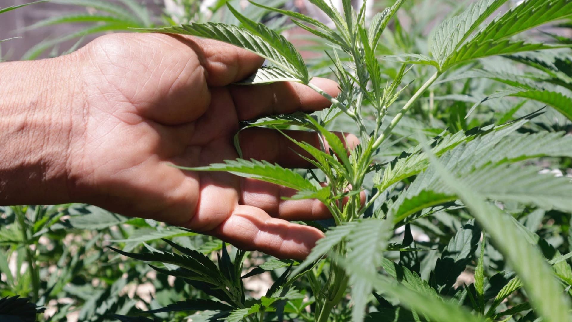 Hallan Nuevo Efecto Secundario por Consumo de Cannabis; Te Explicamos los Síntomas