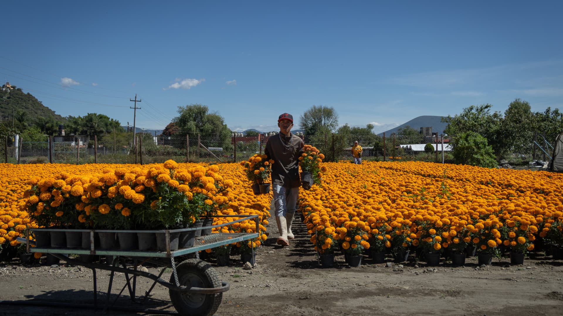 Productores de cempasúchil en campos de cultivo en CDMX