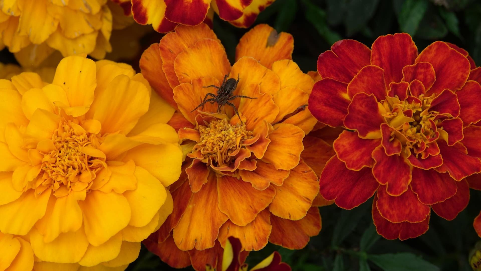El cempasúchil tiene una gran variedad de colores y olores