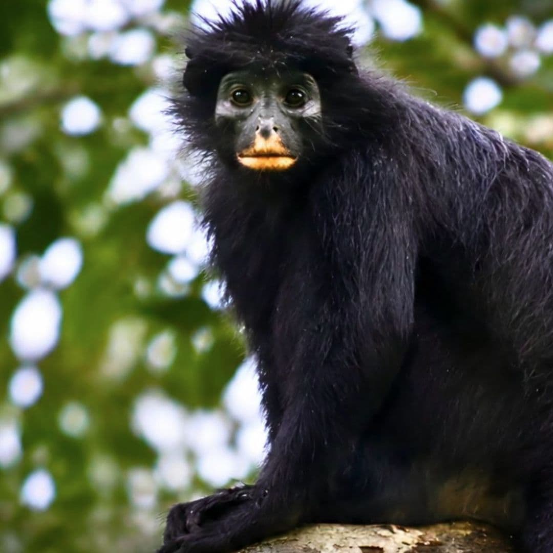 Descubren Una Nueva Especie de Mono en la Selva, ¿En Dónde Fue Visto por Primera Vez?