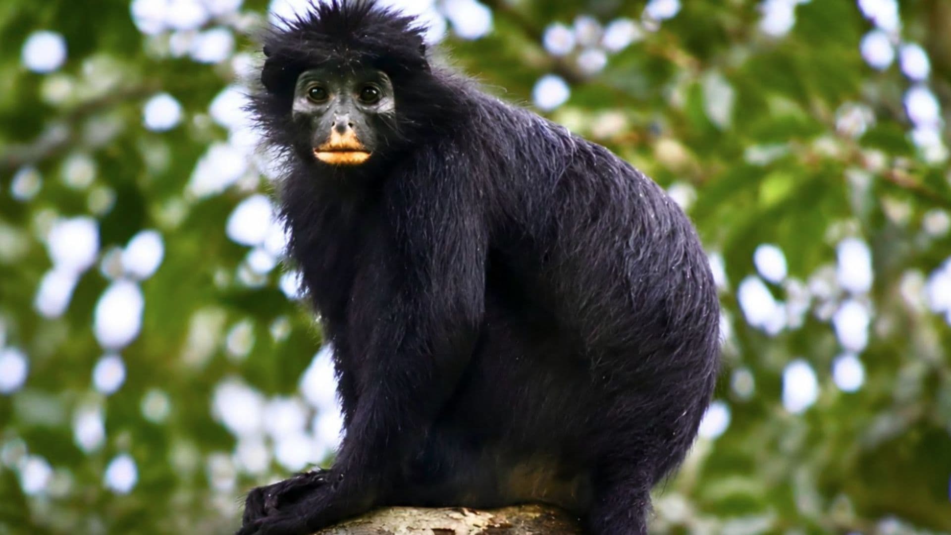 ¿En Dónde Fue Visto por Primera Vez La Nueva Especie de Mono Labios Naranjas?