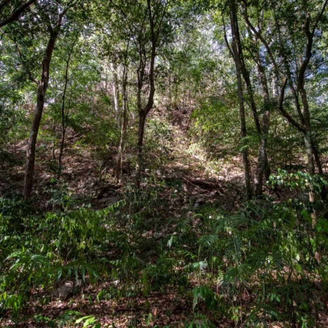 Descubridores de Ciudad Maya Intacta de Minanbé Exploran Asentamiento Escondido entre la Selva