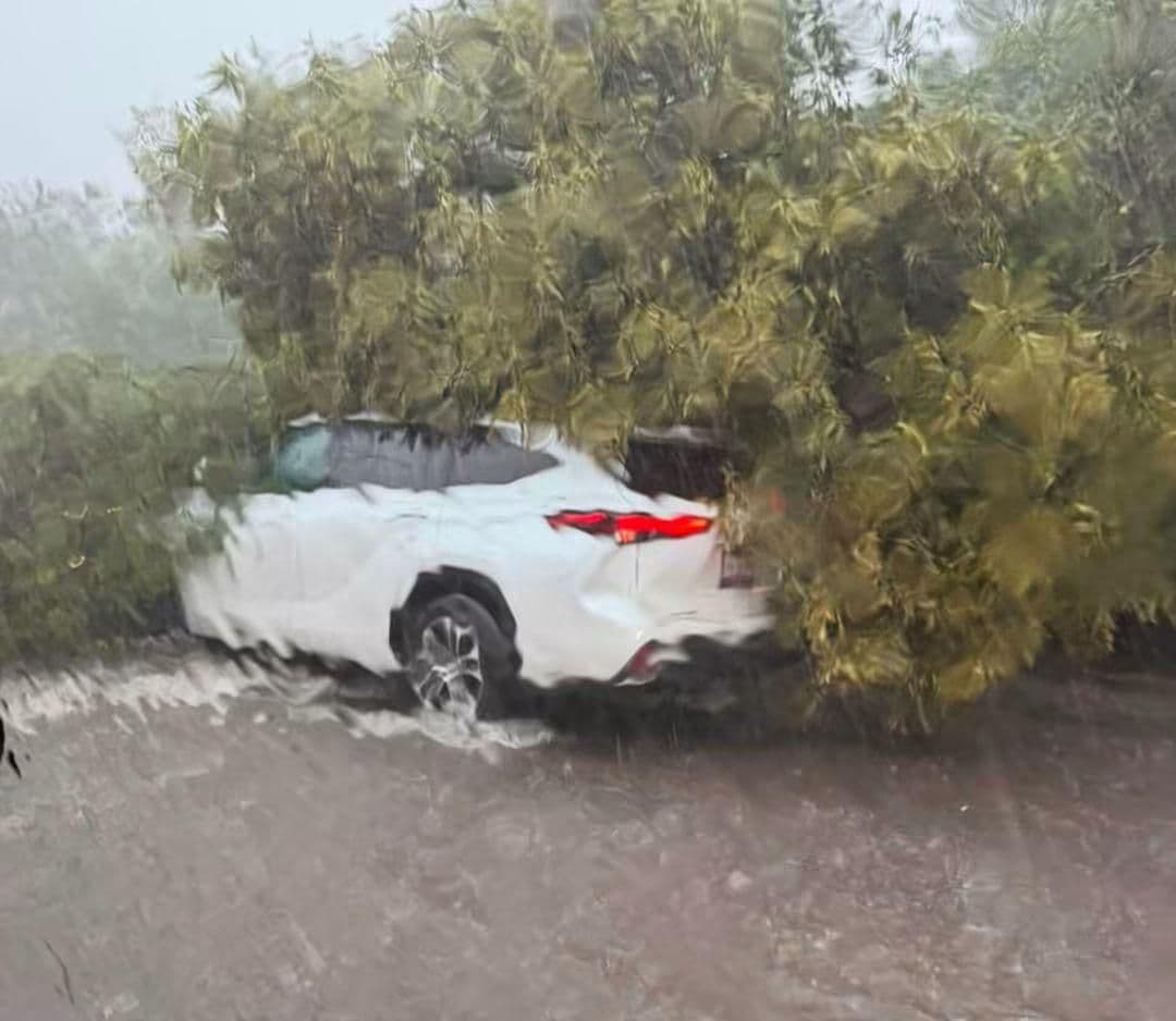 Cayó un Árbol Encima de Camioneta durante la Intensa Lluvia de Hoy en Puebla